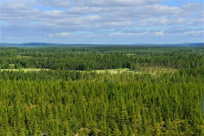 Taivalkoski Endlose Wälder im Norden